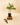 Potted plant on a wooden block with shears on a beige background