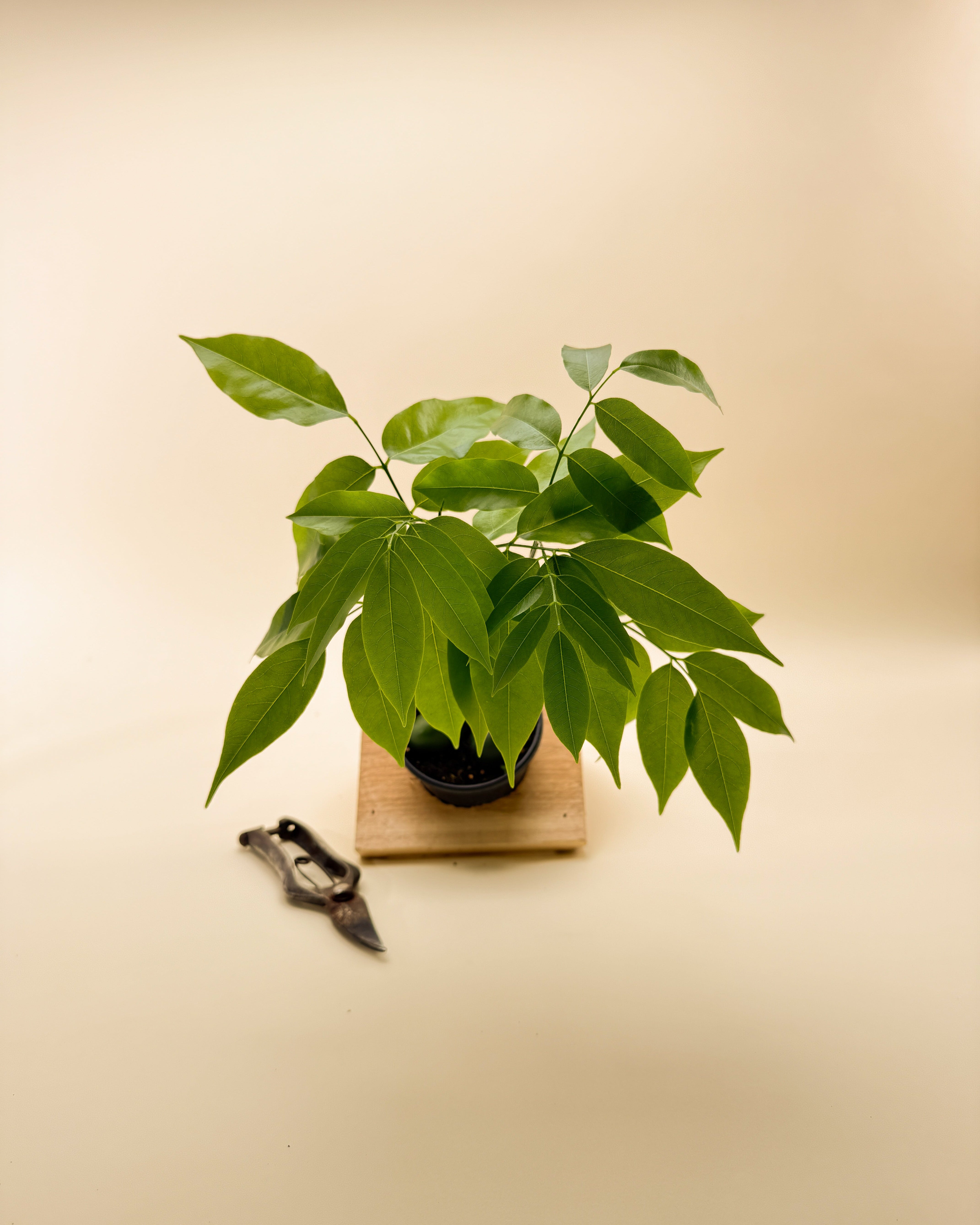 lucky bean bonsai tree 4" Castanospermum Australe 'Lucky Bean'
