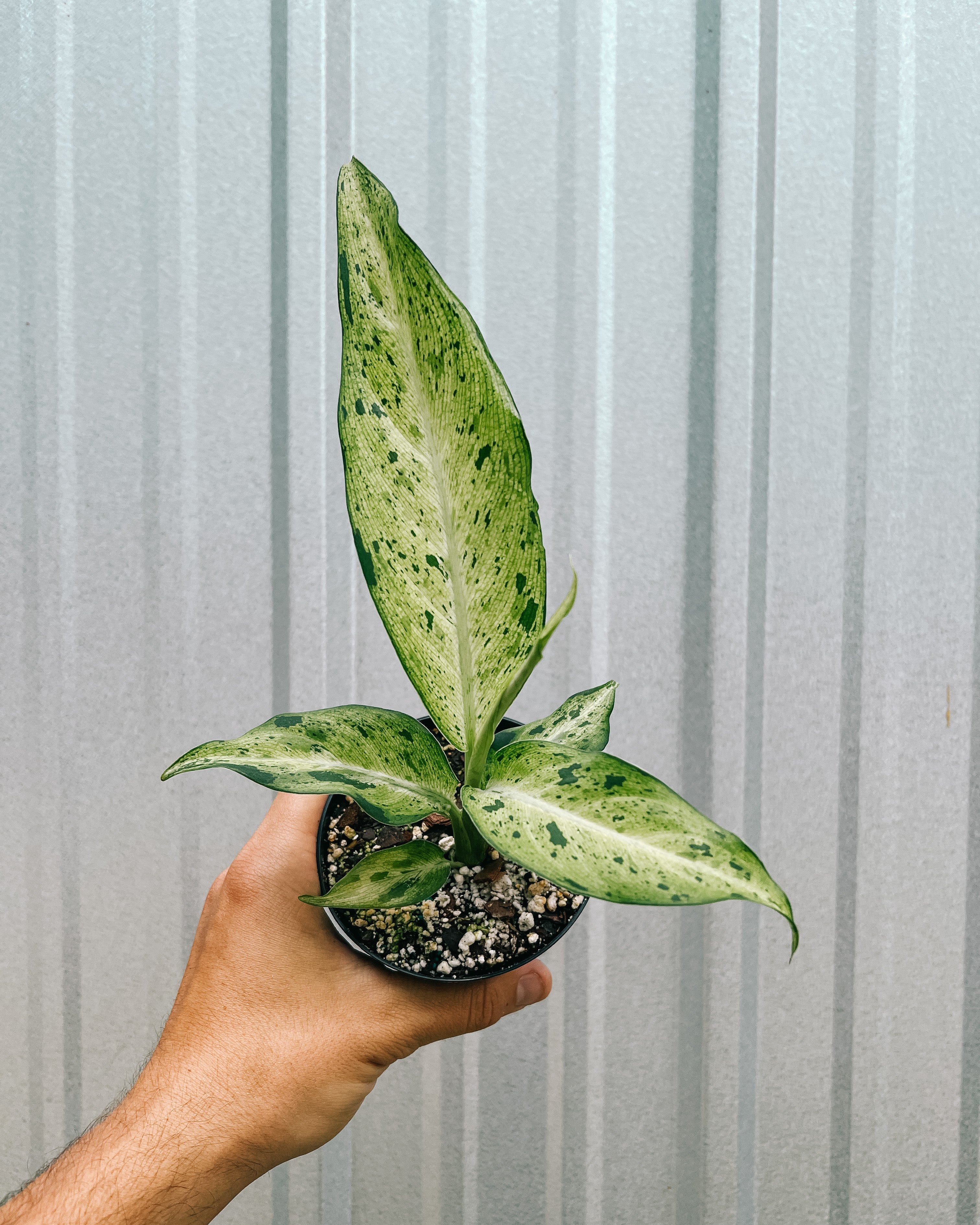 dieffenbachia camouflage plant care 4" Dieffenbachia 'Camouflage'