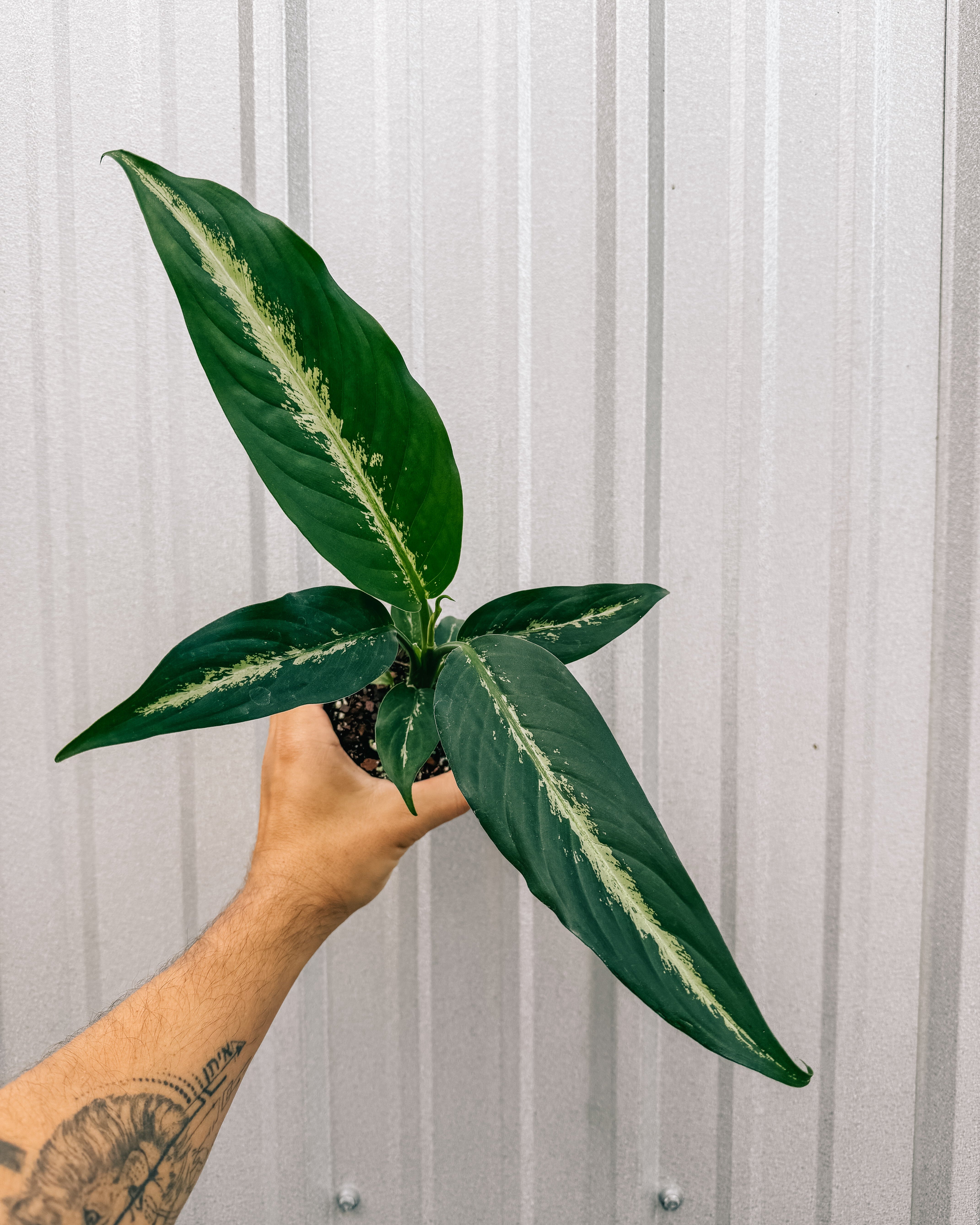 8 dieffenbachia panther 4" Dieffenbachia 'Panther' – BWH Plant Co
