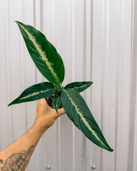 dieffenbachia tattoo 4" Dieffenbachia 'Panther'