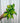 A person holding a 4-inch pot of Epipremnum 'Neon Njoy' with bright neon-green leaves showing variegation.