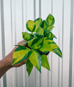 A person holding a 4-inch pot of Epipremnum 'Neon Njoy' with bright neon-green leaves showing variegation.