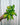 A person holding a 4-inch pot of Epipremnum 'Neon Njoy' with bright neon-green leaves showing variegation.