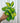 4" Epipremnum 'Neon Njoy'