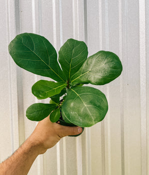 A person holding a 4-inch Ficus 'Lyrata', also known as the Fiddle Leaf Fig, with large, glossy, violin-shaped leaves.