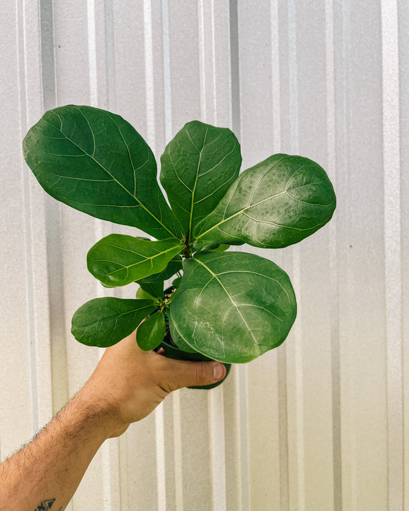 Rare Ficus Tree Shop Ficus “Fig Trees” – Indoor & Rare Varieties – BWH Plant Co