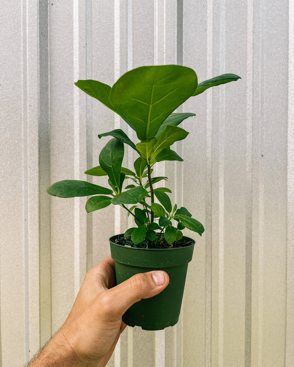 Rare Ficus Tree Shop Ficus “Fig Trees” – Indoor & Rare Varieties – BWH Plant Co