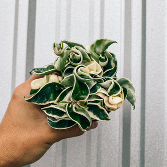 A person holding a 4-inch Hoya 'Compacta' Variegated plant with thick, curly leaves showing variegated patterns of green and white.