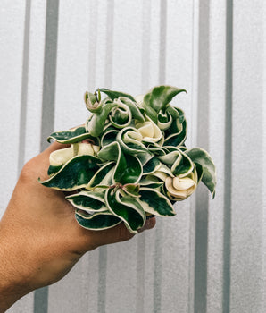A person holding a 4-inch Hoya 'Compacta' Variegated plant with thick, curly leaves showing variegated patterns of green and white.