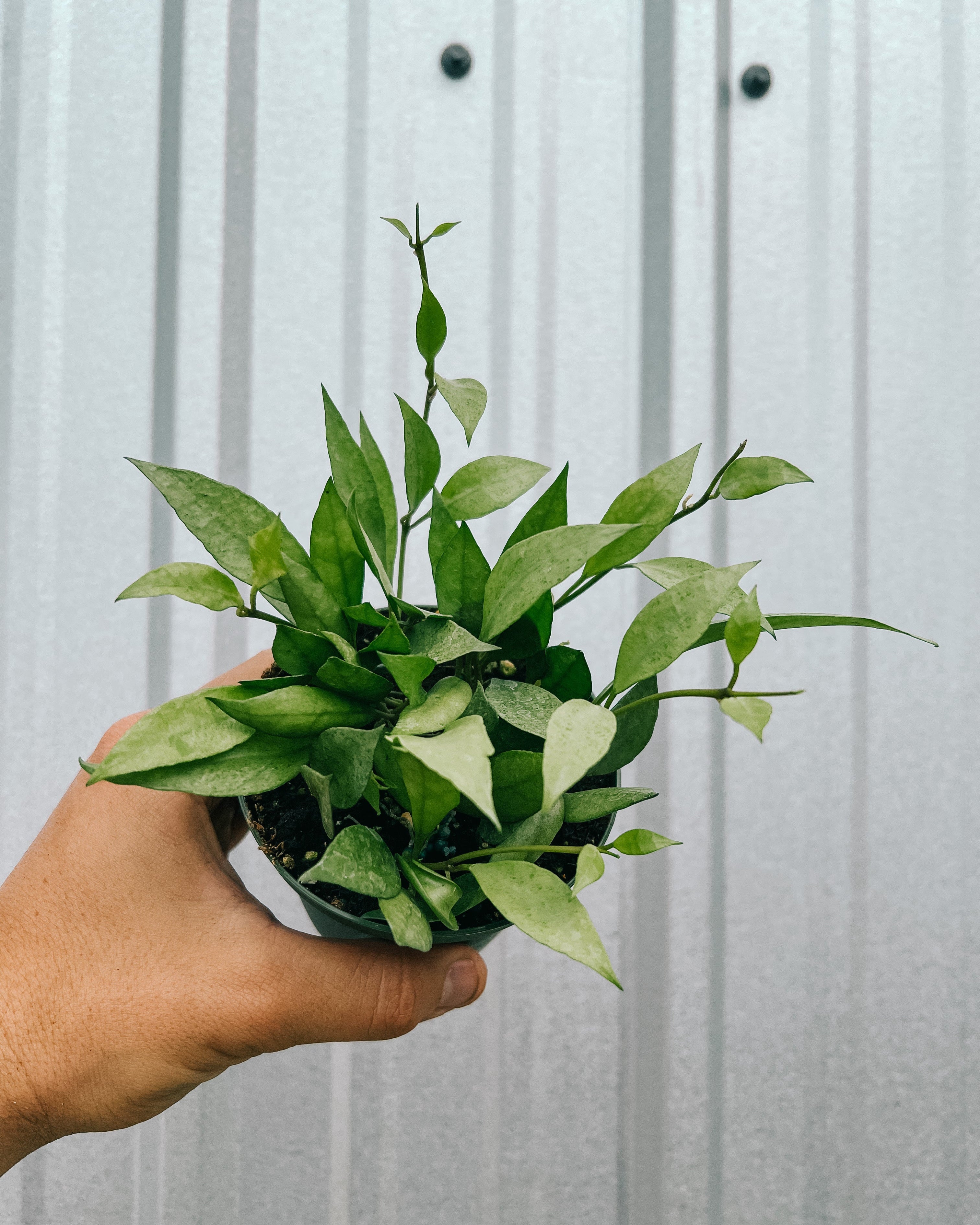 cinnamon scented wax plant 4" Hoya 'Lacunosa Mint' – BWH Plant Co