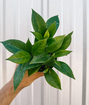 A person holding a 4-inch Hoya 'Sunrise' plant with vibrant green leaves