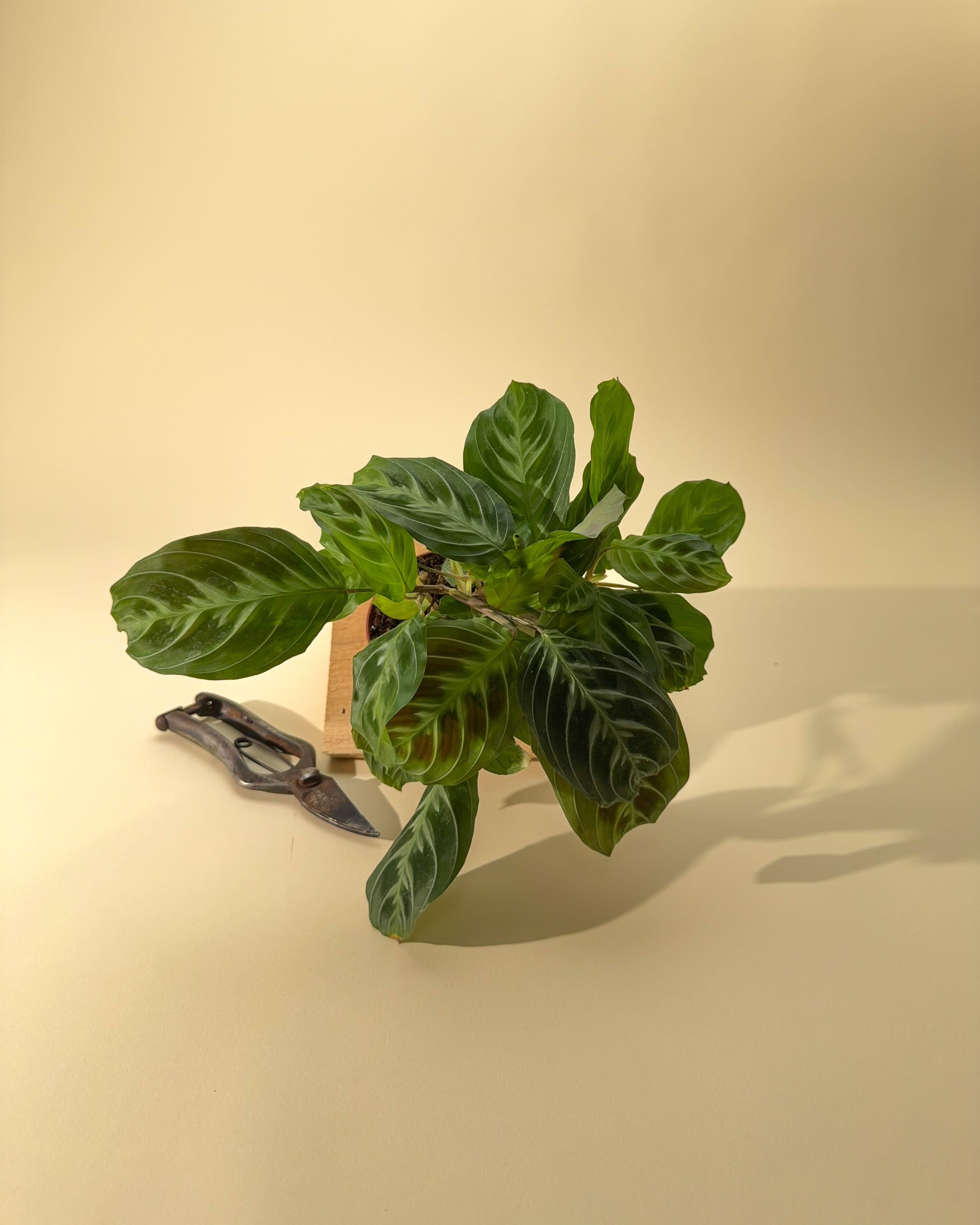 marisela prayer plant cats 4" Maranta Black Band 'Cat's Moustache'