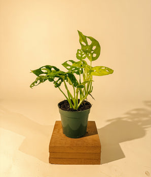 4" Monstera Adansonii 'Neon'