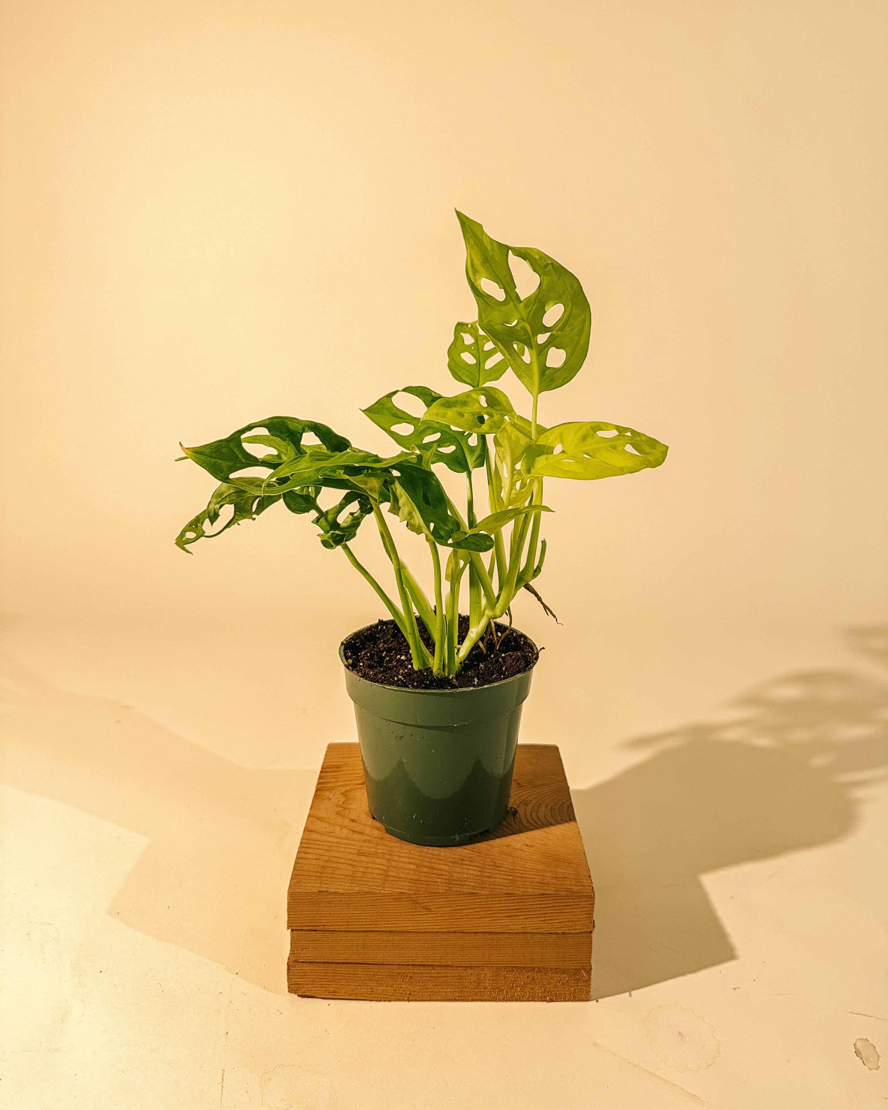 BWH Plant Co 4" Monstera Adansonii 'Neon'