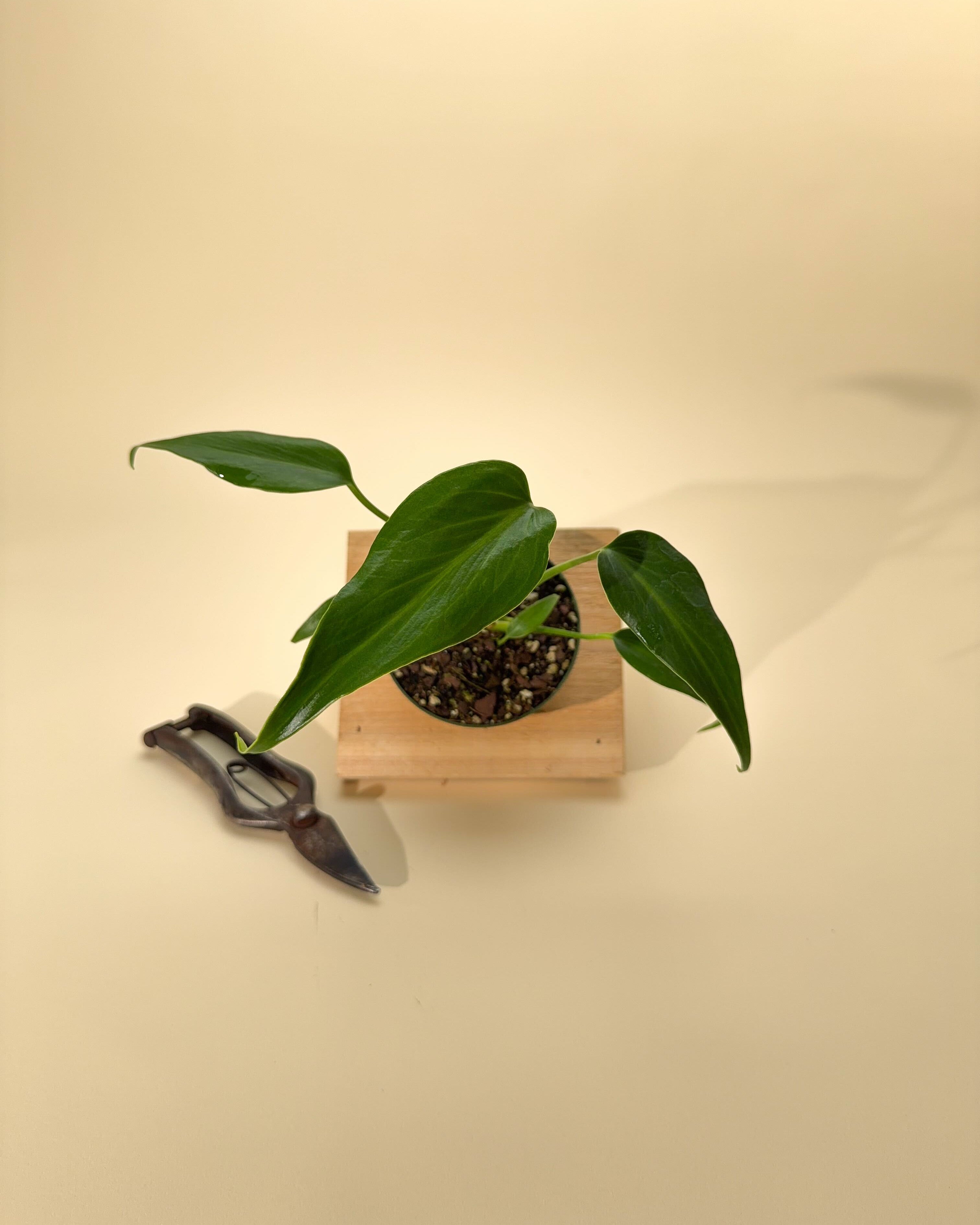 philodendron burle marx flame 4" Monstera 'Burle Marx Flame' – BWH Plant Co