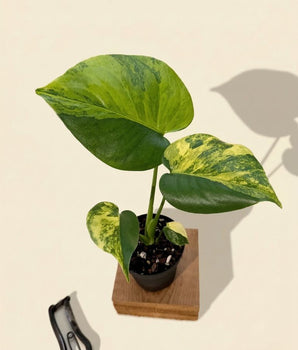 4" Monstera Deliciosa 'Yellow Marilyn'