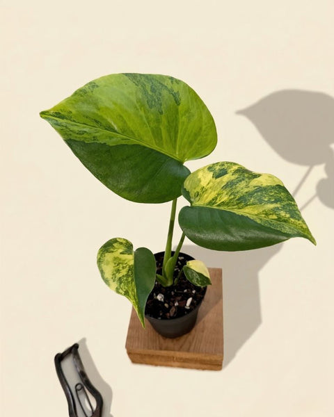 モンステラ・ポトス Yellow Monster (Mature plant) 4