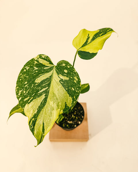 うるここ　Monstera Electrolyteモンステラ 4