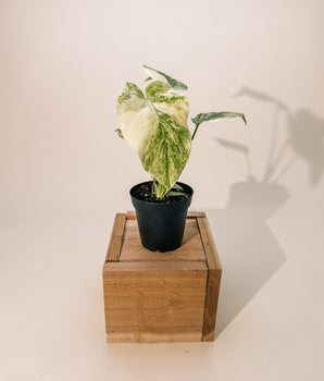 4" Monstera 'Legacy'