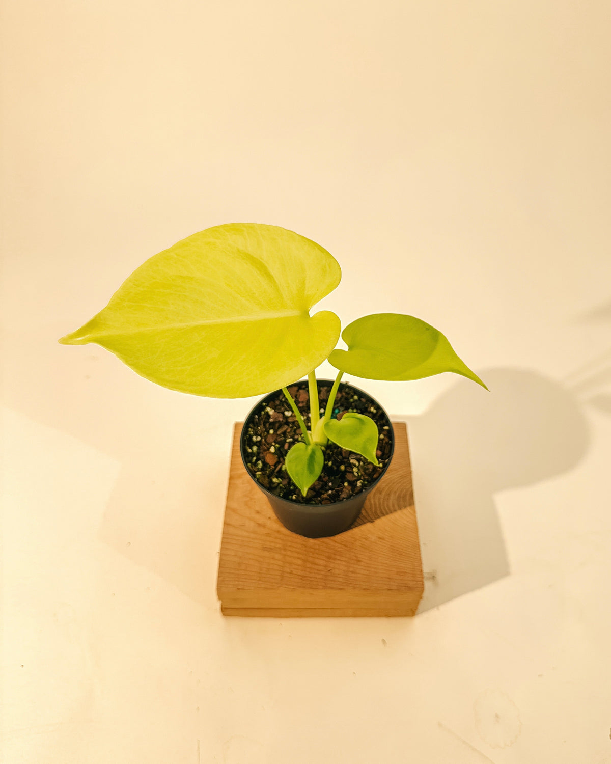 BWH Plant Co 4" Monstera 'Super Golden'