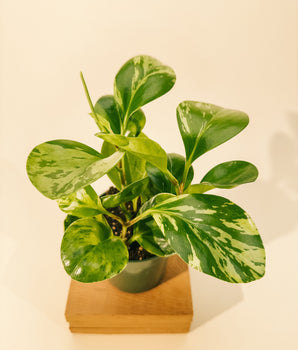 4" Peperomia Obtusifolia 'Marble'