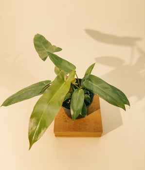 4" Philodendron 'Atabapoense'