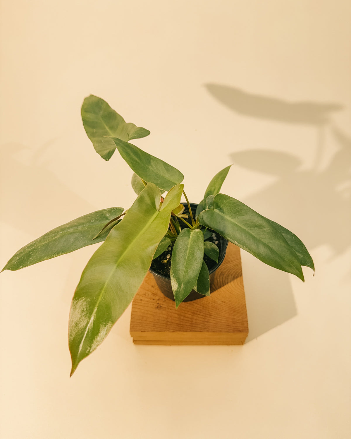 BWH Plant Co 4" Philodendron 'Atabapoense'