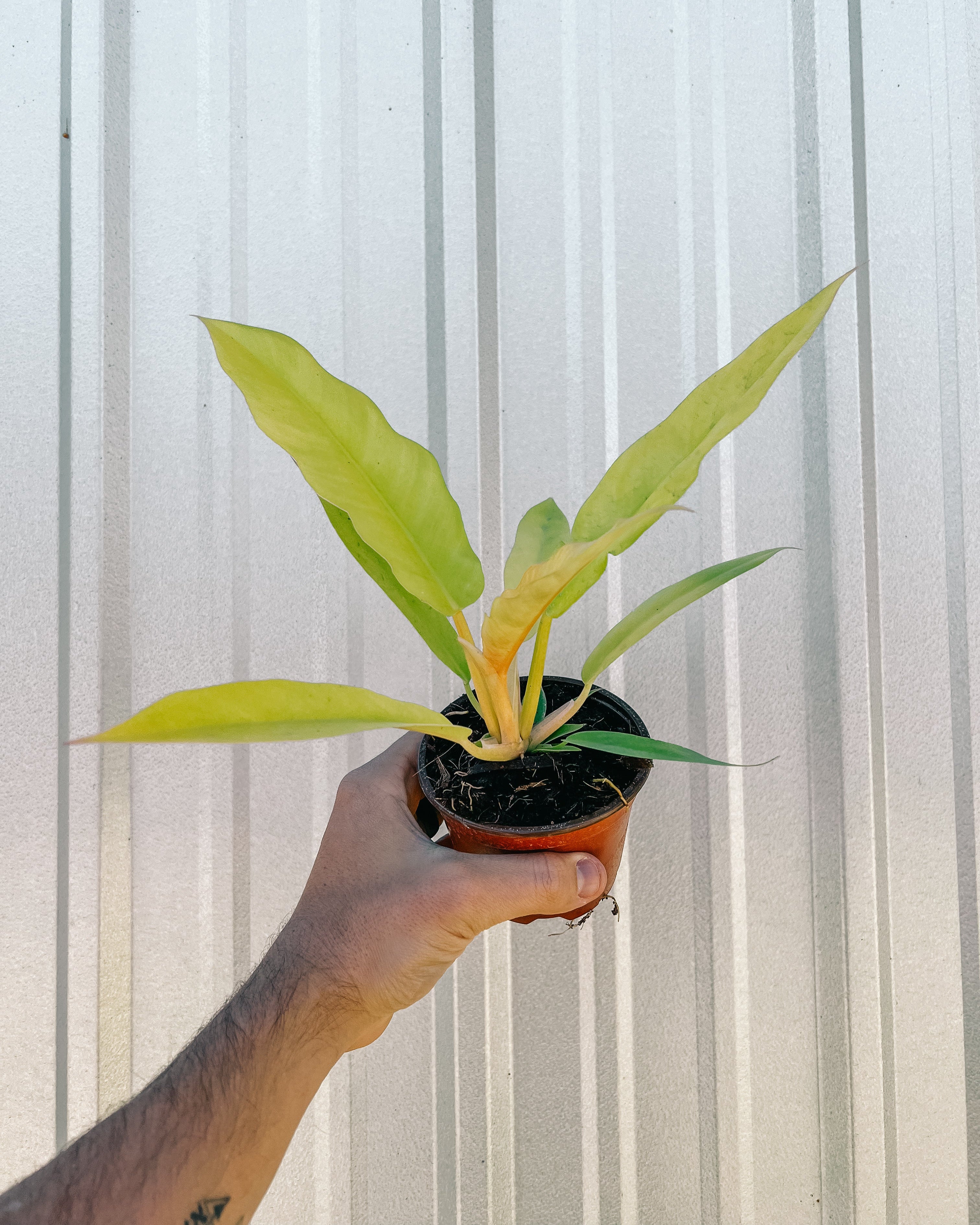 philodendron golden tuxtla 4" Philodendron 'Golden Crocodile' – BWH Plant Co