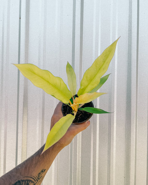 philodendron gergaji golden gator 4" Philodendron 'Golden Crocodile' – BWH Plant Co