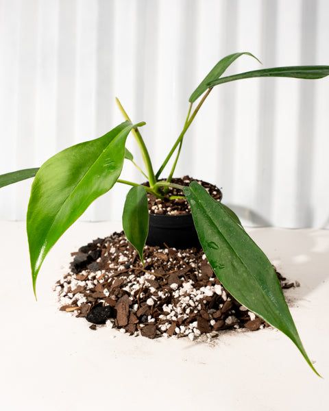 philodendron joepii juvenile 4" Philodendron 'Joepii' – BWH Plant Co