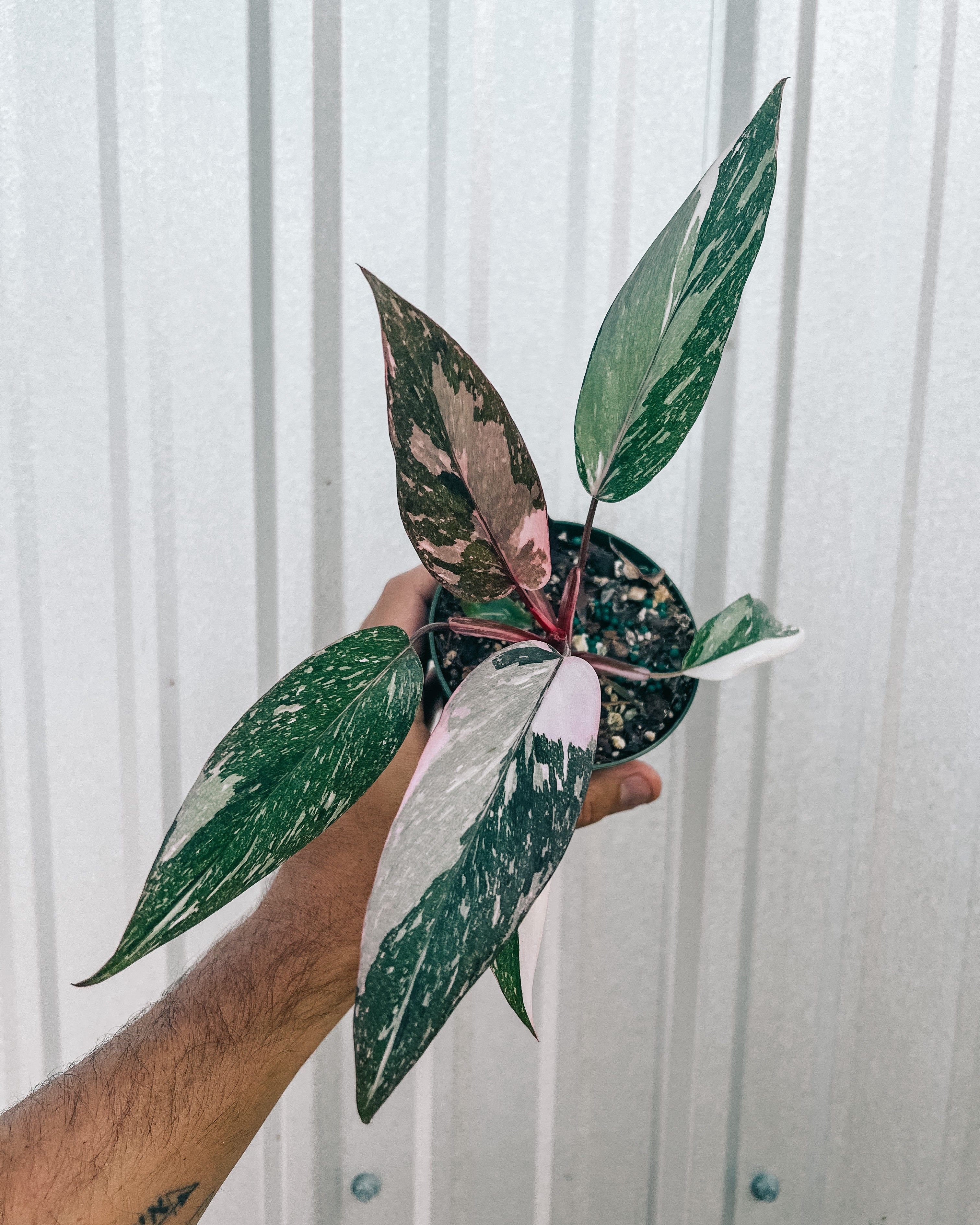 philodendron pink princess vs pink princess marble 4" Philodendron Pink Princess 'Marble' – BWH Plant Co