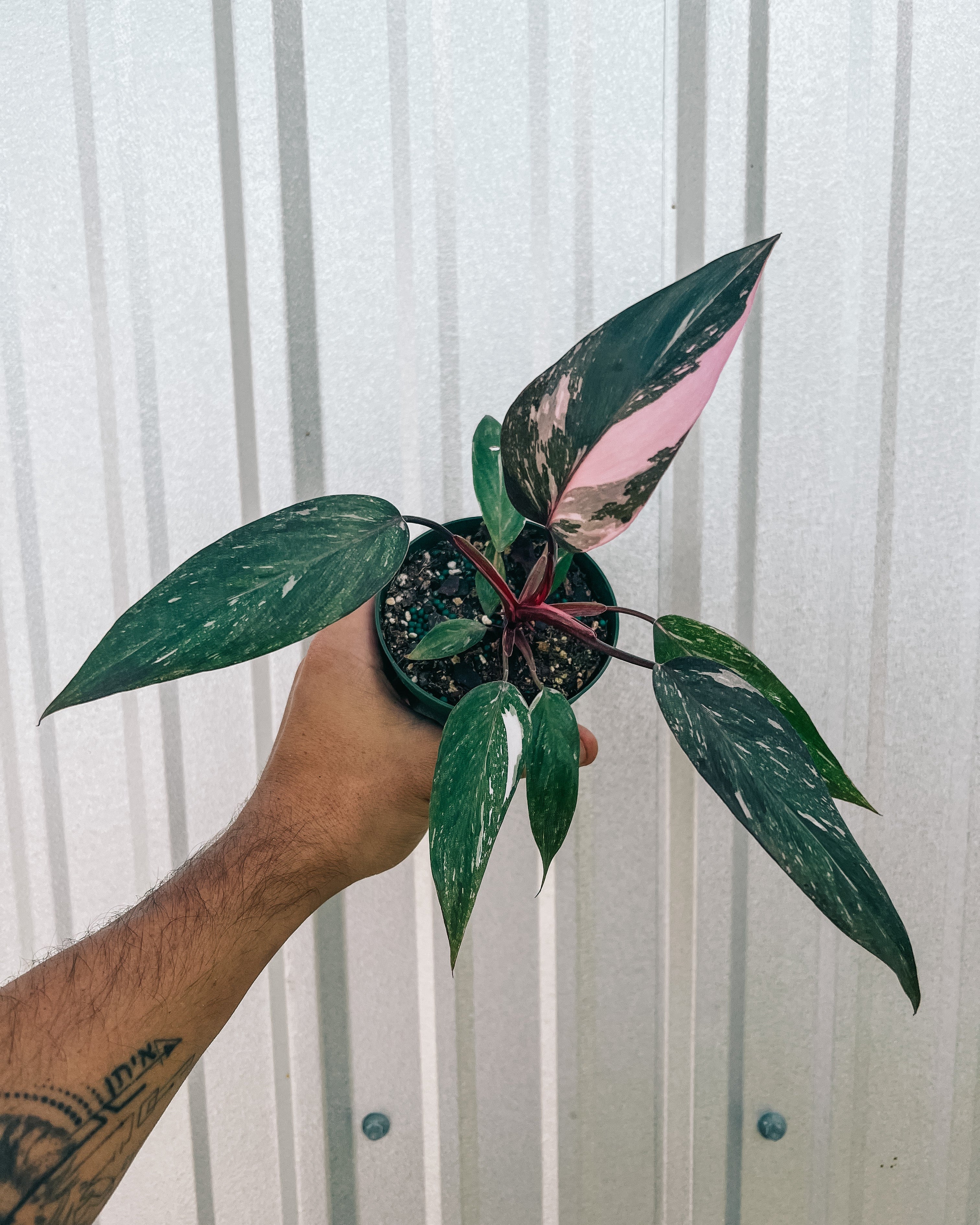 philodendron white princess pink 4" Philodendron Pink Princess 'Marble' – BWH Plant Co