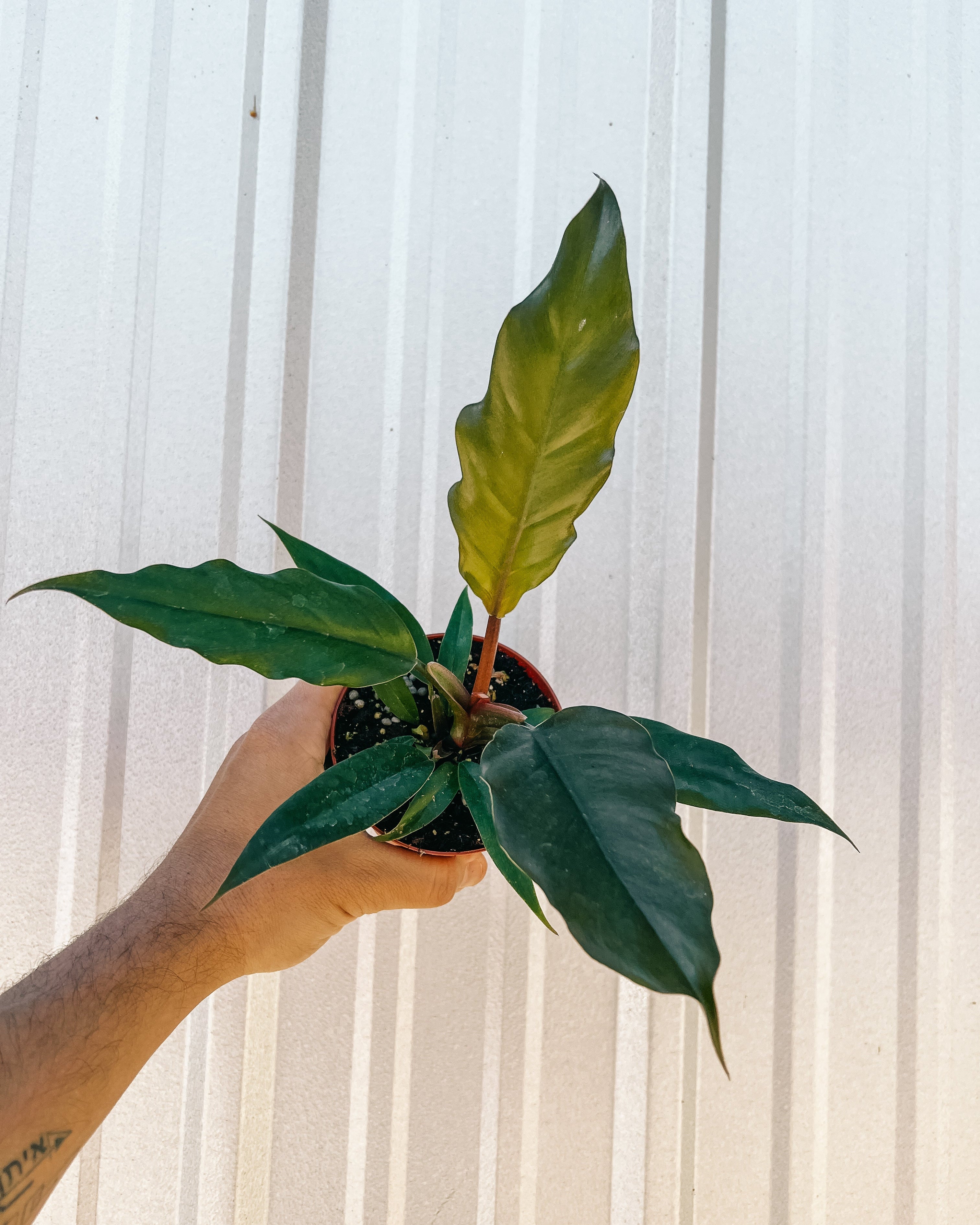 philodendron pluto 4" Philodendron 'Pluto' – BWH Plant Co