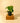 4" Philodendron 'Rugosum'