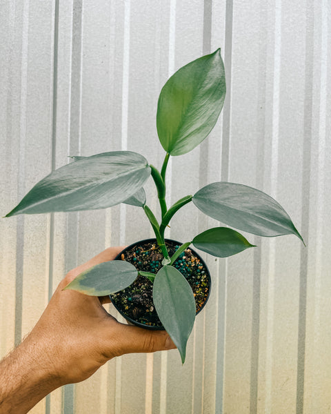philodendron silver sword flower 4" Philodendron 'Silver Sword'