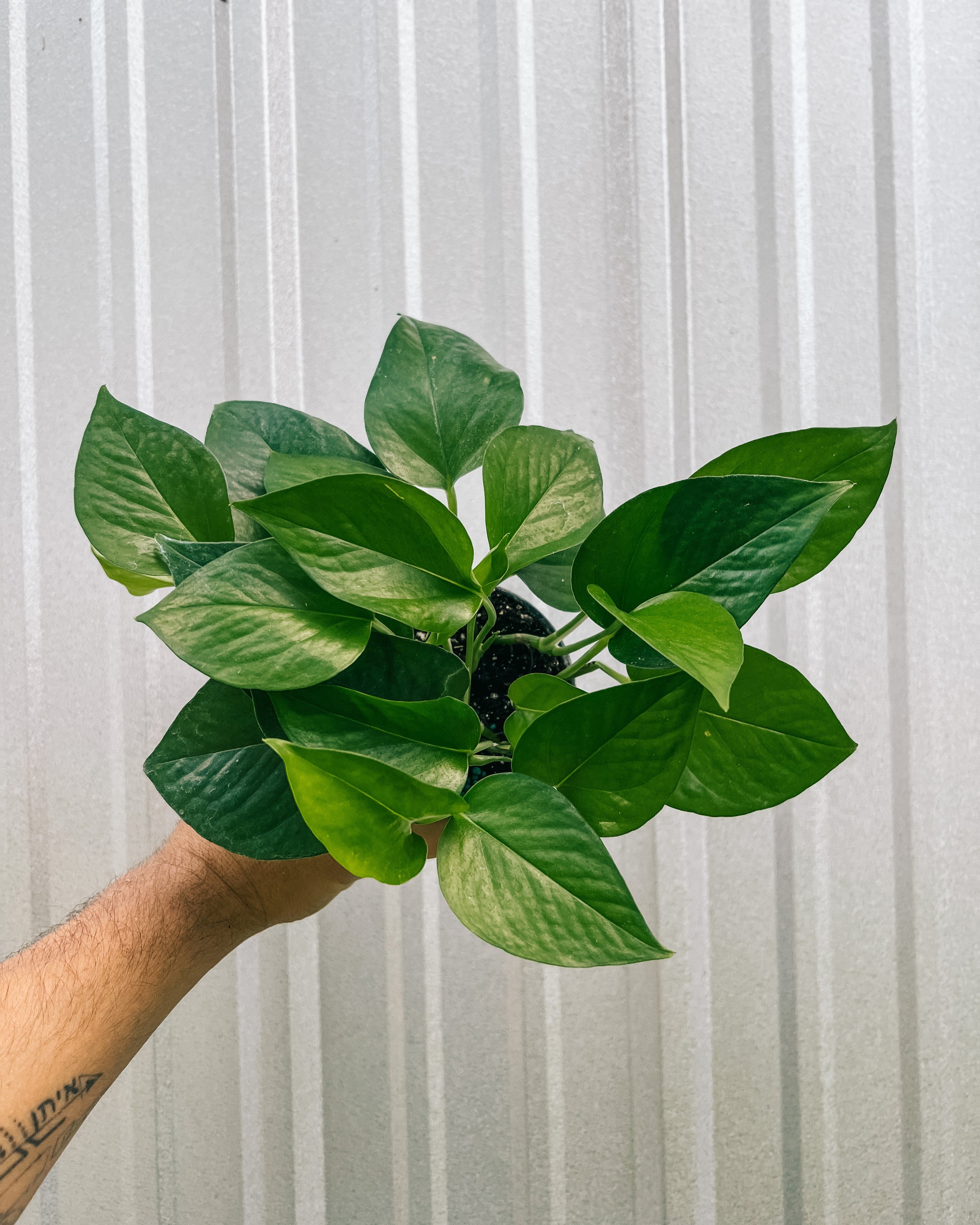 images of pothos plant 4" Pothos 'Jade'