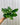 A person holding a 4-inch pot of Pothos 'Jade' plant with deep green, glossy leaves.