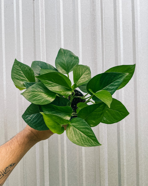 jade pothos weight of vine 4" Pothos 'Jade' – BWH Plant Co