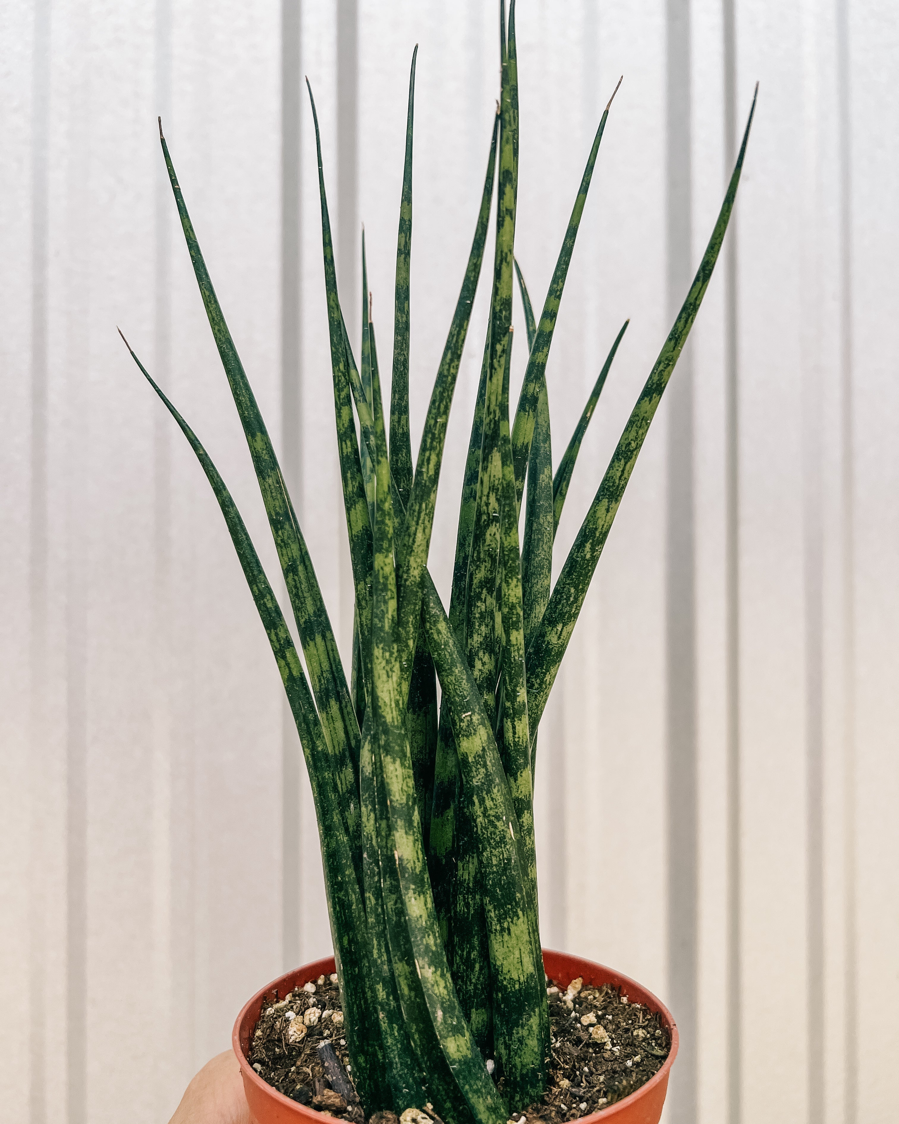sansevieria fernwood mikado scientific name 4" Sansevieria 'Fernwood Mikado'