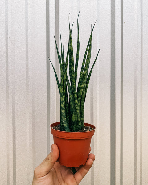 4_Sansevieria_Fernwood_Mikado_
