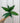 A person holding a 4-inch Spathiphyllum 'Domino' Variegated plant with green leaves variegated with white streaks and speckles.