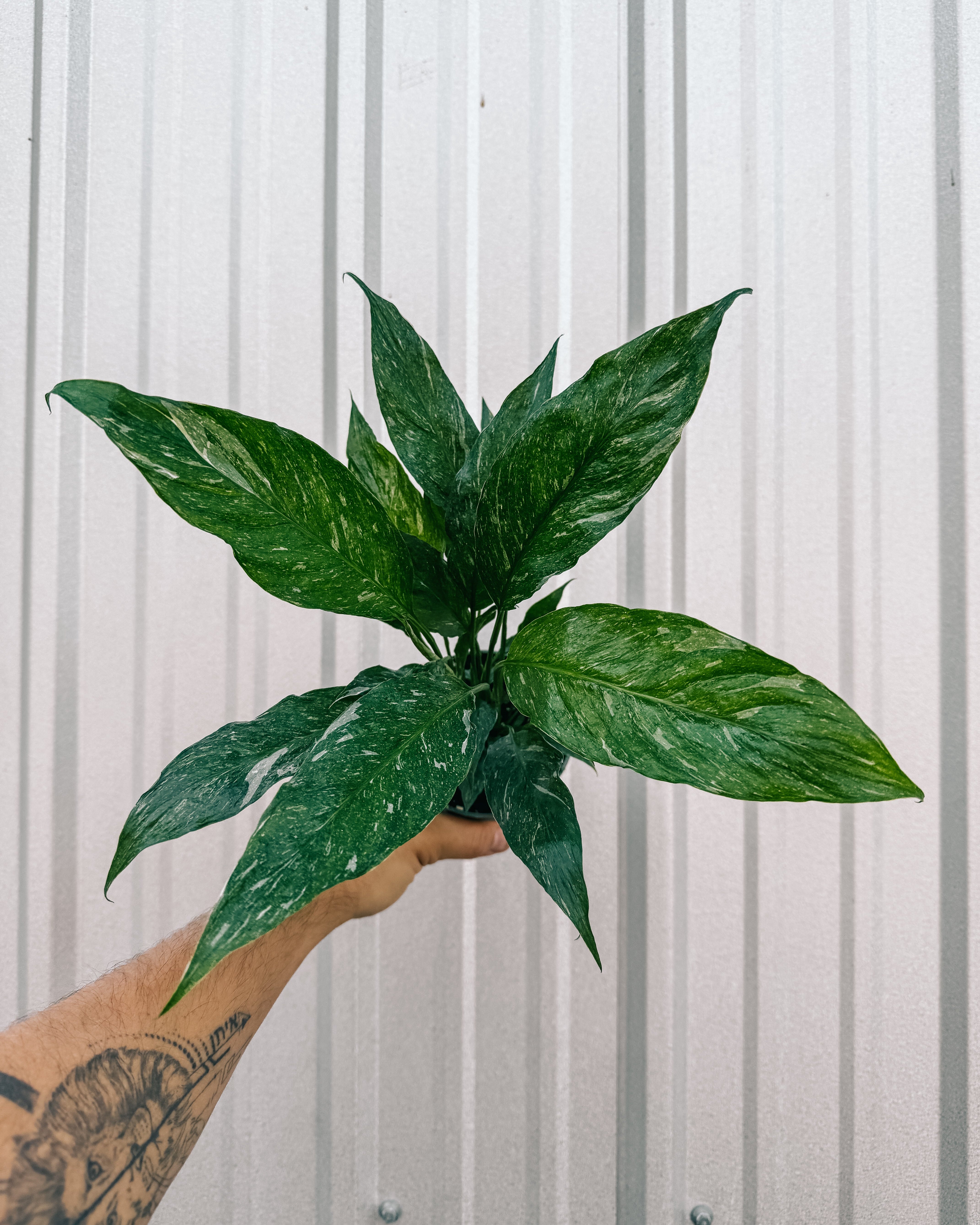 types of variegated peace lily 4" Spathiphyllum 'Domino' Variegated – BWH Plant Co