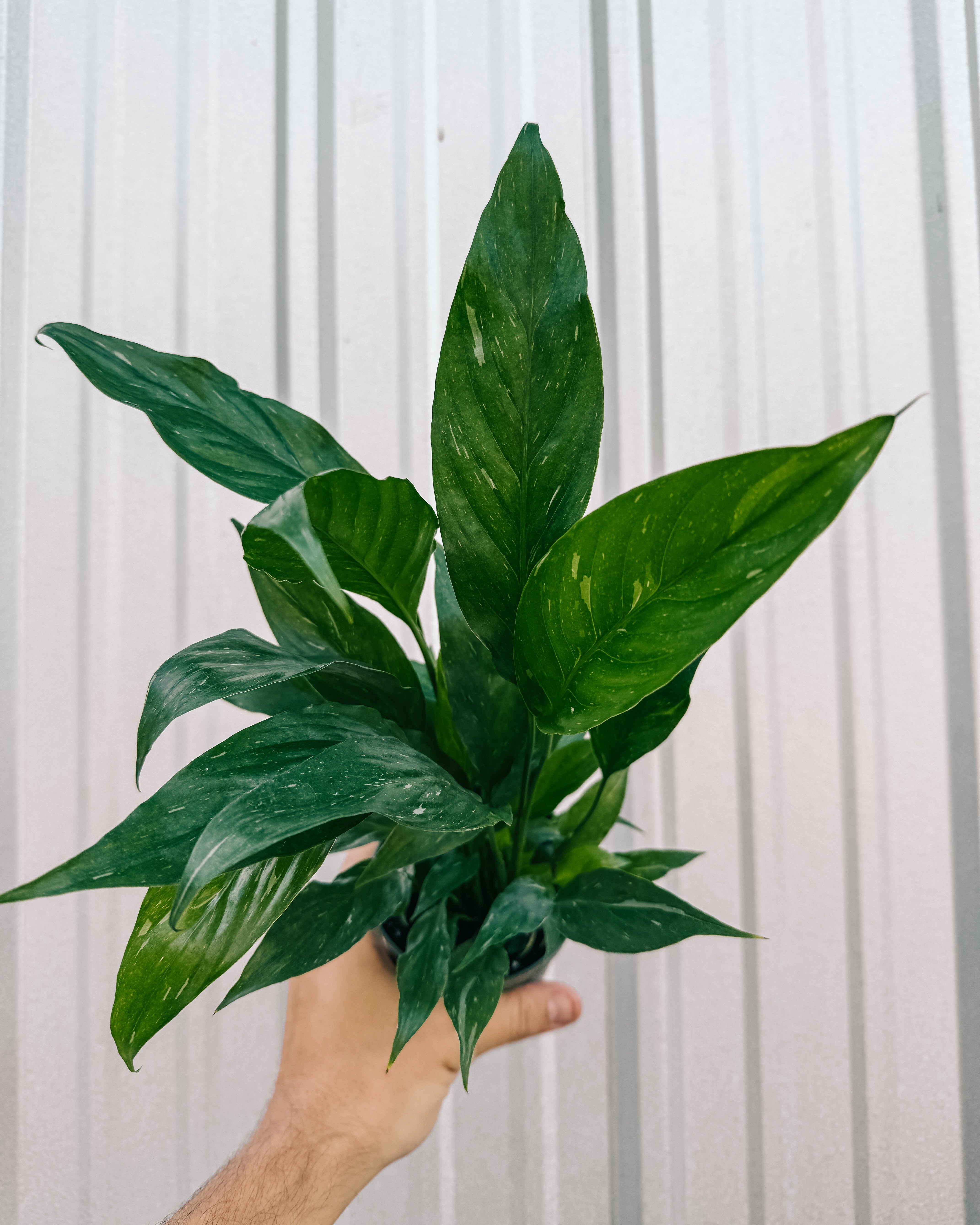 peace lily domino 4" Spathiphyllum 'Domino' Variegated