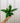4" Spathiphyllum 'Flower Bunch'