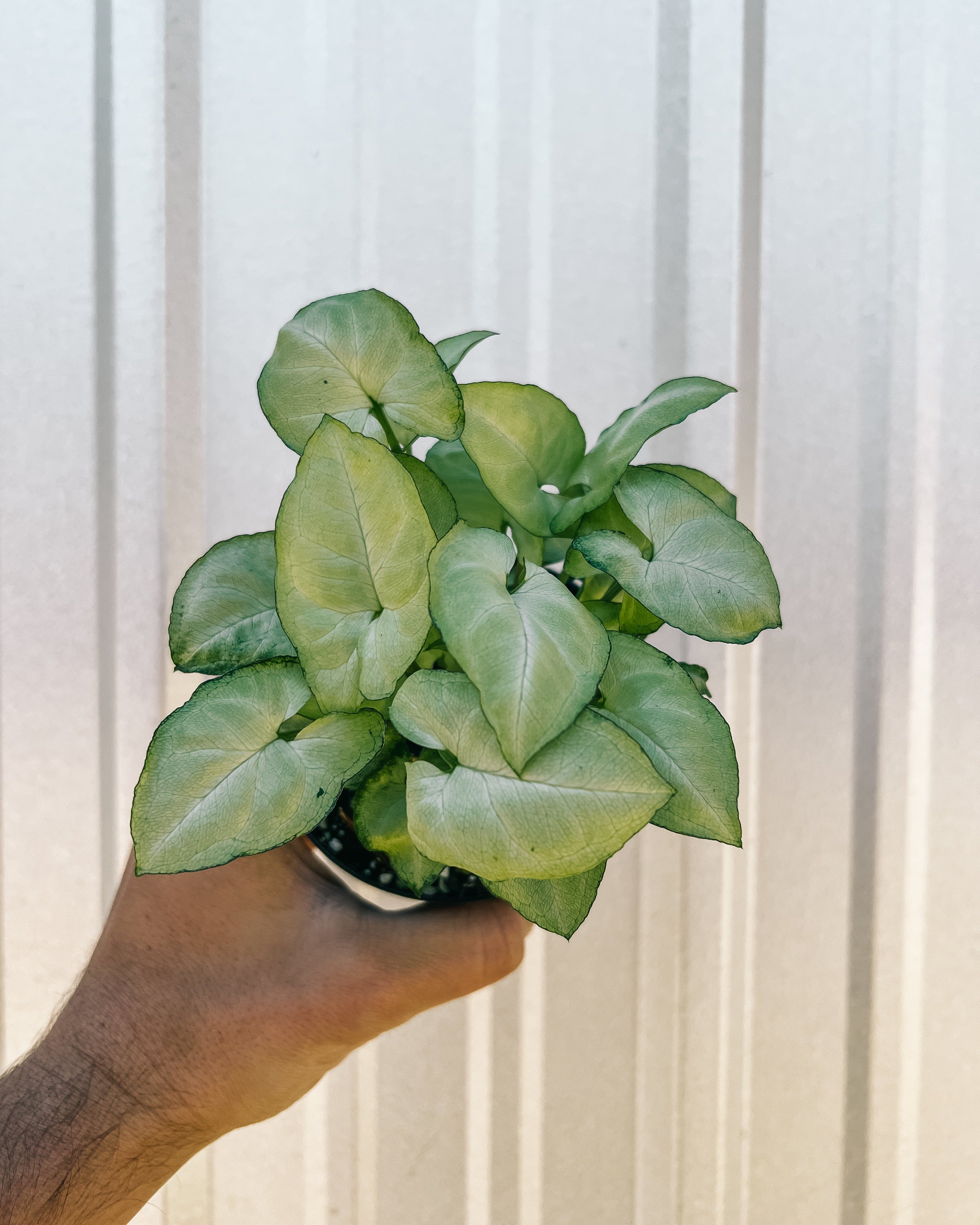 moonshine pothos 4" Syngonium 'Moonshine' – BWH Plant Co