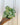Hand holding a 4" syngonium moonshine potted against a metal background