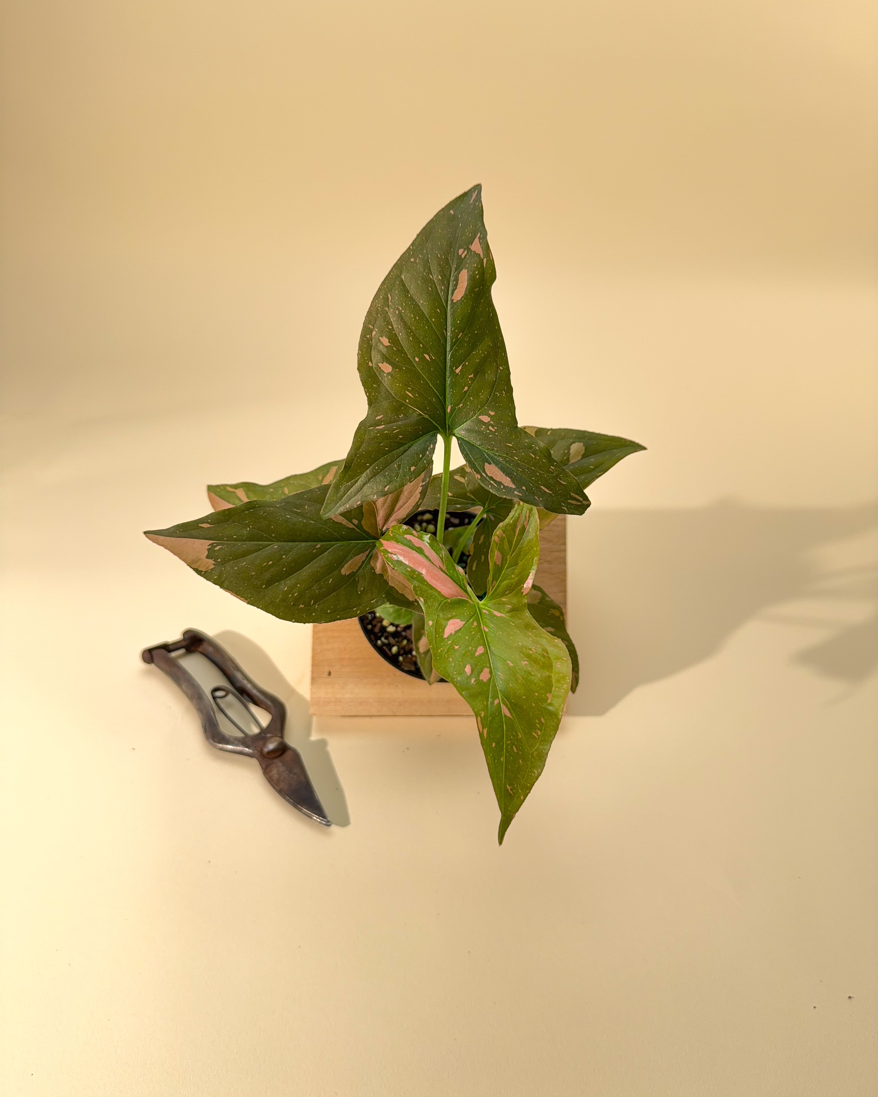 dracaena spathiphyllum ophiopogon trichomanes syngonium 4" Syngonium 'Pink Splash'