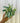 A hand holding a potted Syngonium 'Starlite' plant with arrow-shaped leaves featuring white centers and green margins against a metal background.
