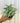 4" Syngonium 'Starlite'